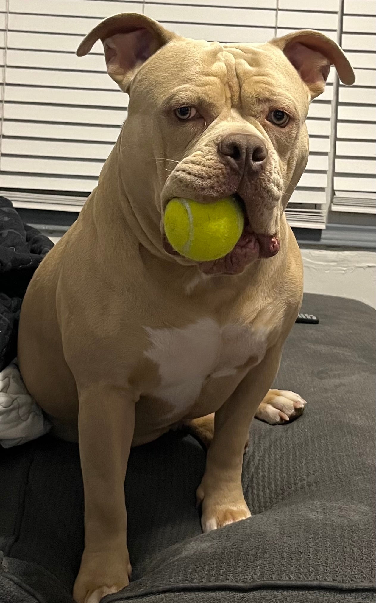 Pit Bull/Bully With Ball Freshie